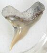 Sharp Fossil Tiger Shark Tooth - Lee Creek Mine #33945-1